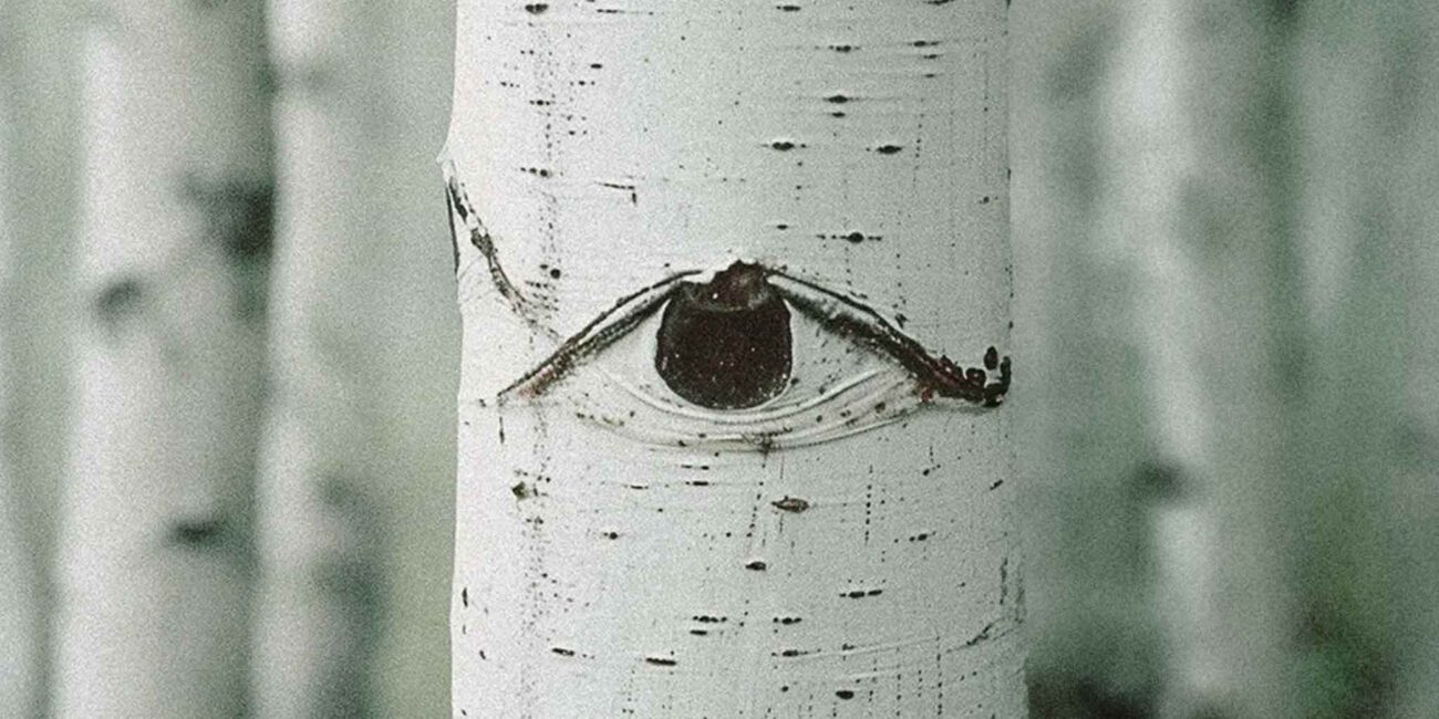 Beneath a Birch: Wisdom of the Forest Keepers | Nia Manoylo