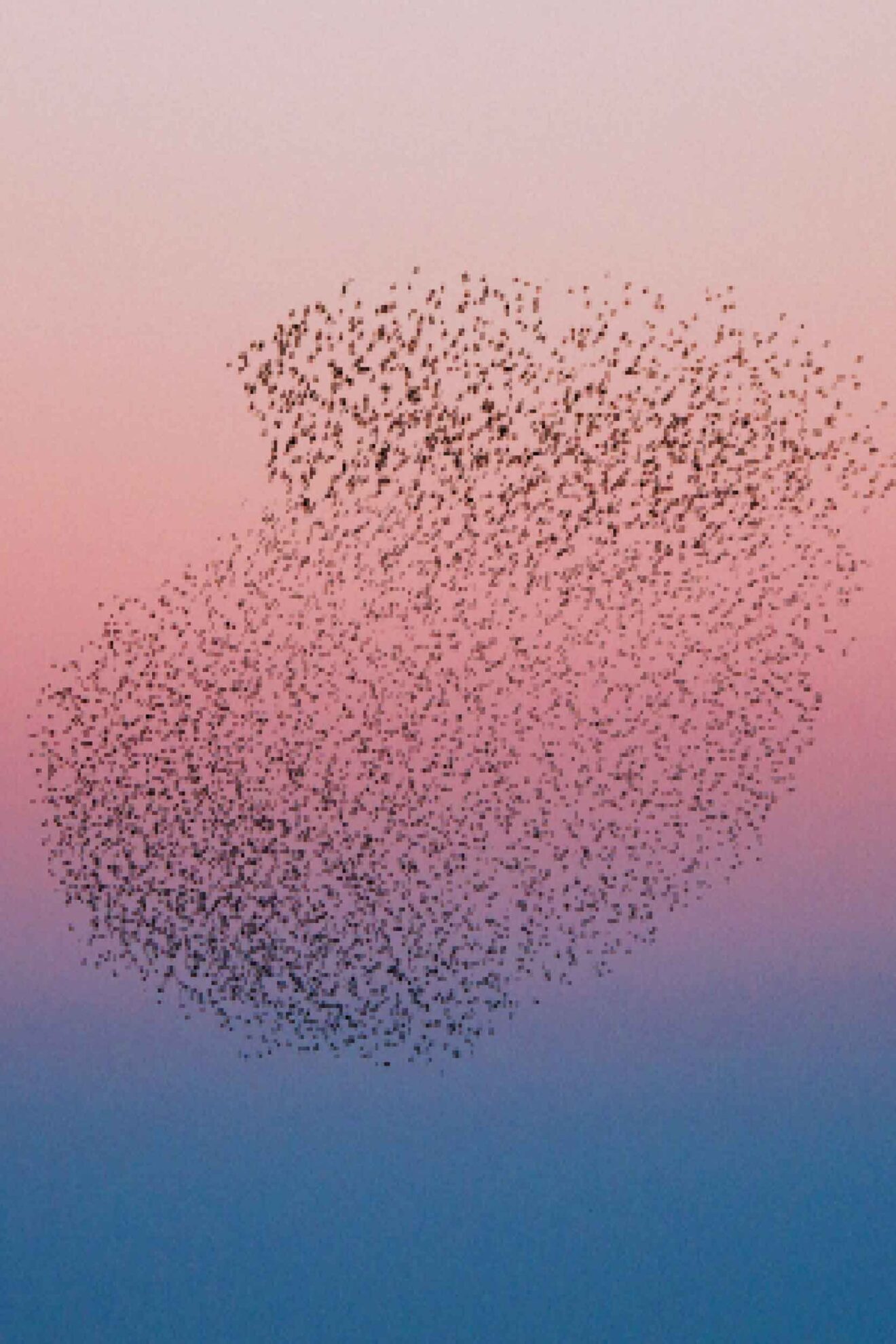 Between Madness and Magic: Unravelling Starling Murmuration – Planted