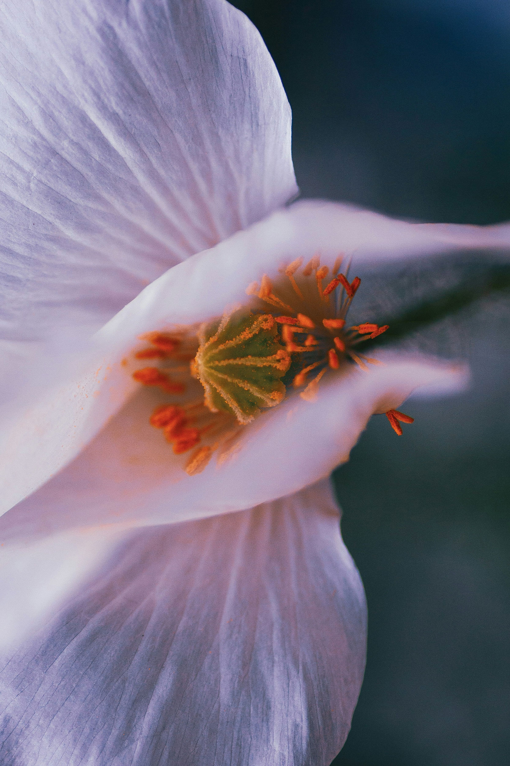 The Erotics of Awe The Erotics of Awe is a poetry collection in which Byuka visualises ecological intimacy. These poems trace the mysterious & animist forces between people and places - the collective body with its entanglement of lineages, vulnerabilities, desires and resonance. That hauntological world-building that blooms between us when we listen to the voices of the non-human.